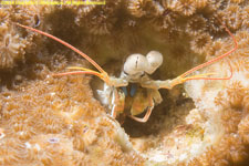 mantis shrimp